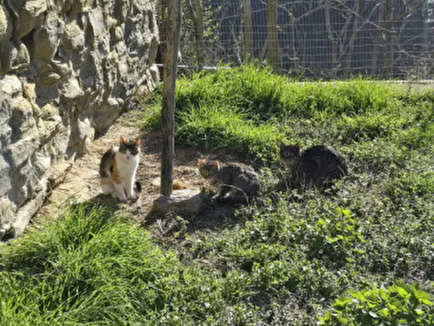 Immagine 33 di Casa indipendente in vendita  in Viale Roma a Civitella Di Romagna