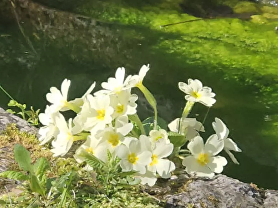Immagine 49 di Rustico / casale in vendita  in Loc Veraghi a Fumane