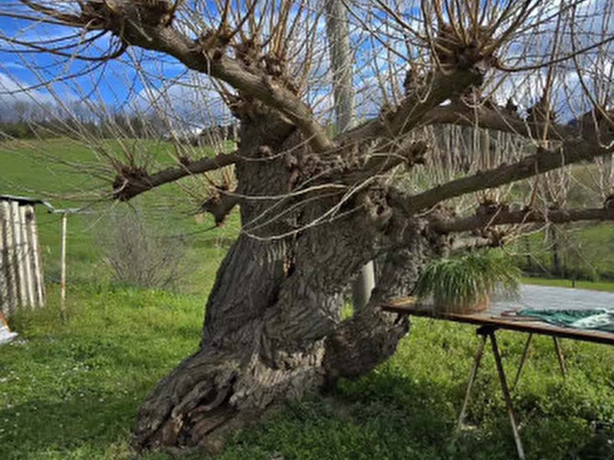 Immagine 47 di Casa indipendente in vendita  in Via Polenta nuova a Bertinoro
