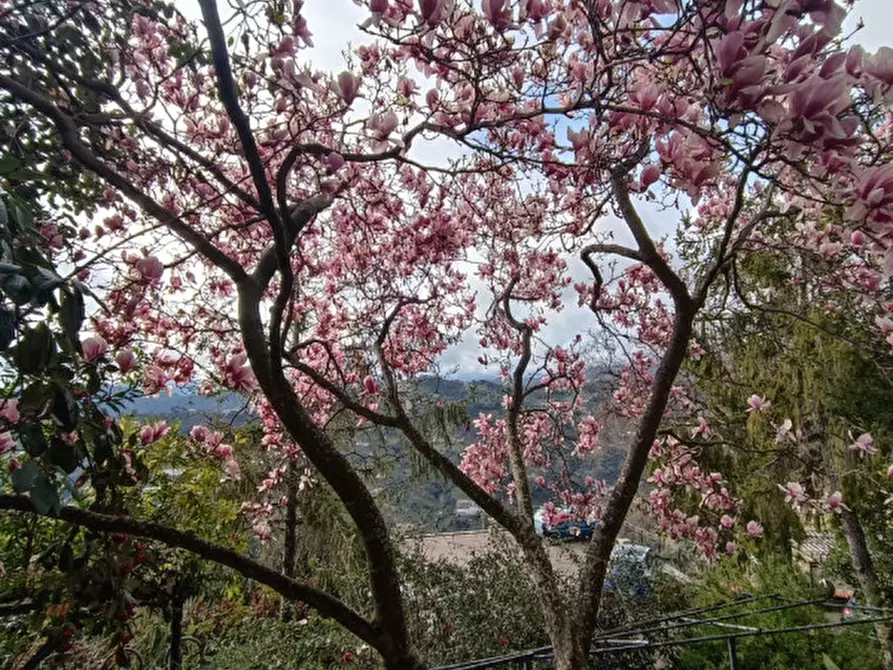 Immagine 11 di Villa in vendita  in Vallebona a Vallebona