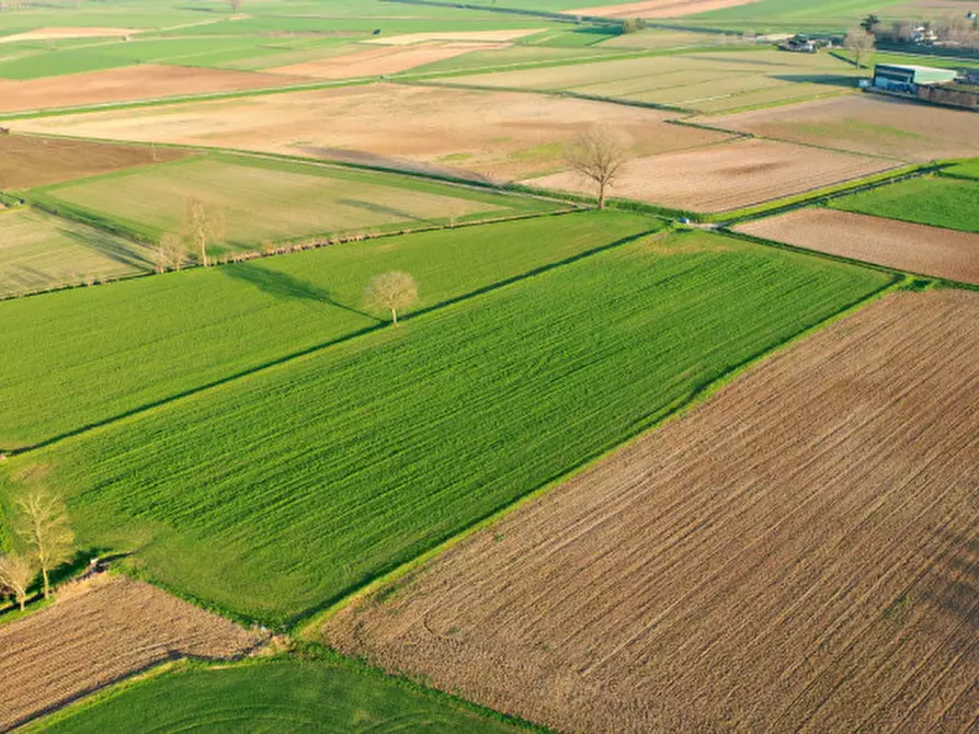 Immagine 6 di Terreno in vendita  in Strada Castellana a Bozzolo