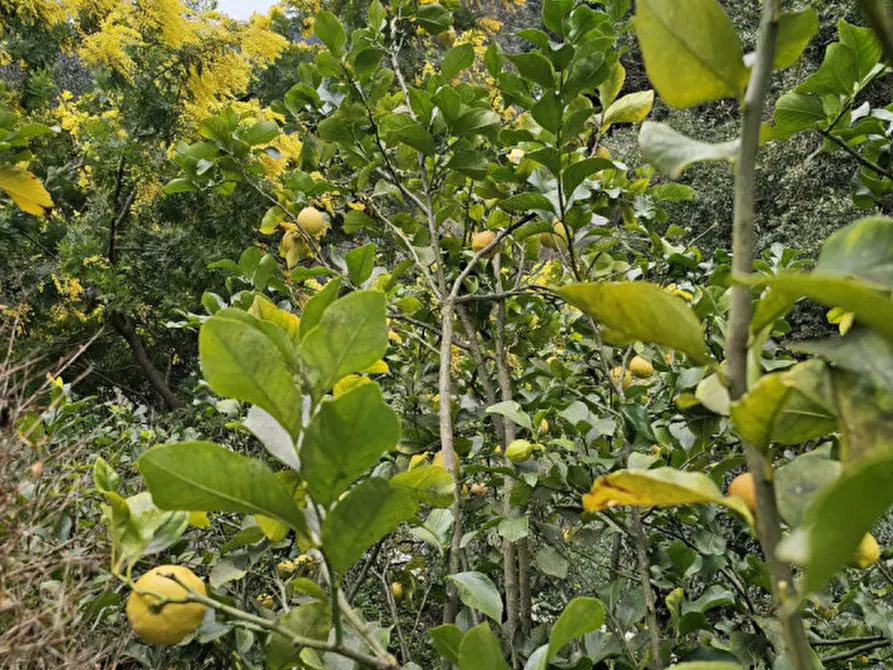 Immagine 32 di Appartamento in vendita  in VIA SAN MAURIZIO DEI MONTI 21 a Rapallo