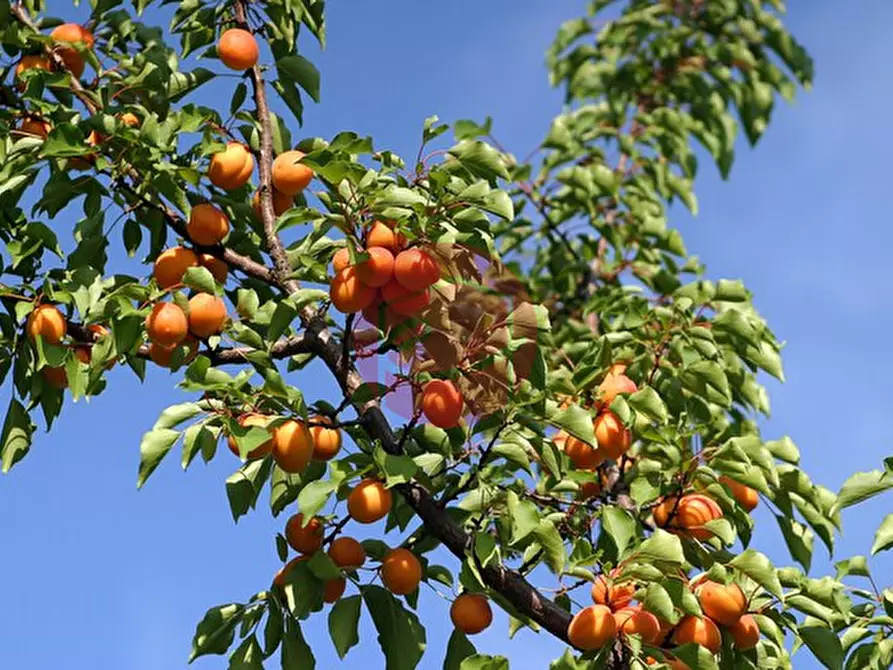 Immagine 1 di Terreno in vendita  a Santarcangelo Di Romagna