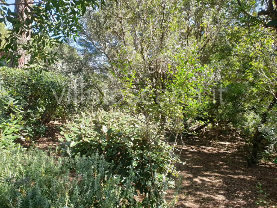 Immagine 44 di Villa in vendita  a Castiglione Della Pescaia