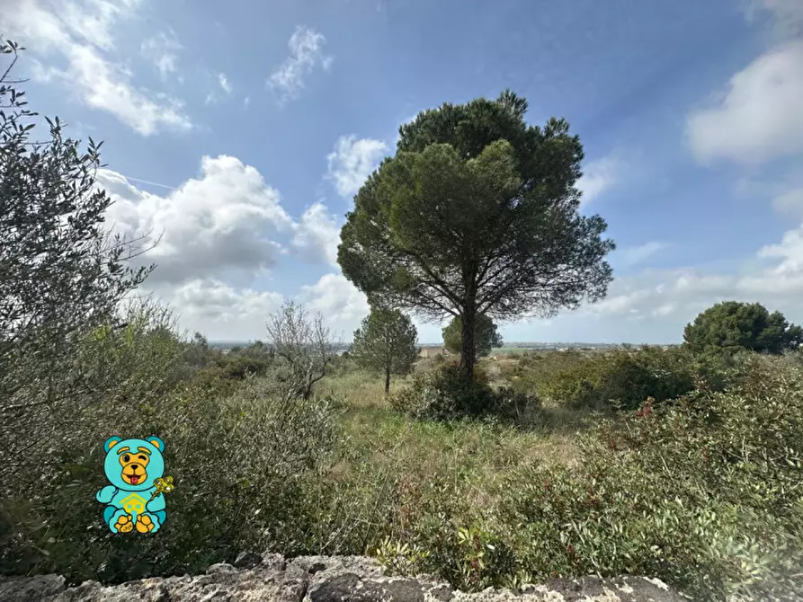 Immagine 2 di Terreno in vendita  in località Rischiazzi a Parabita