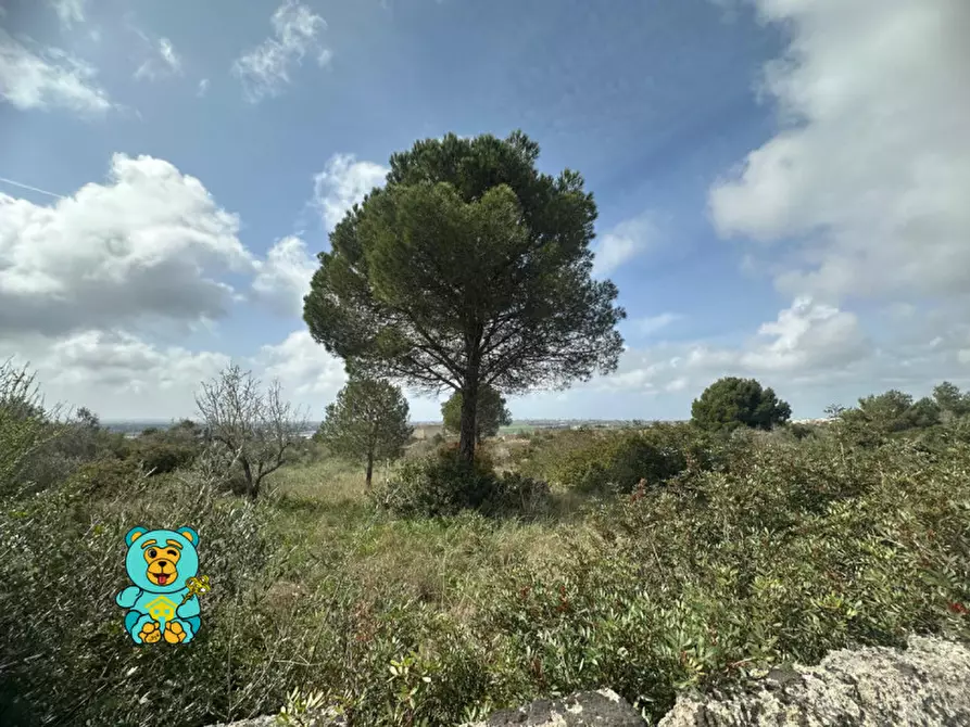 Immagine 7 di Terreno in vendita  in località Rischiazzi a Parabita