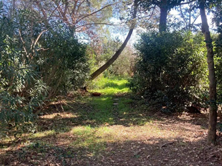 Immagine 10 di Rustico / casale in vendita  in Strada del Trentatré a Capalbio