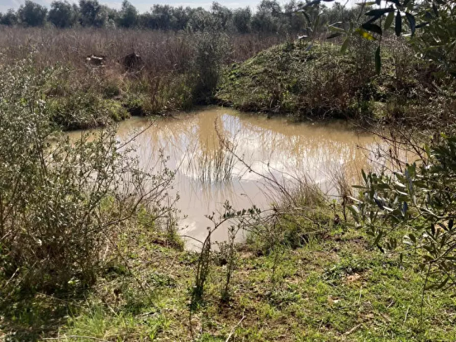 Immagine 16 di Rustico / casale in vendita  in Strada del Trentatré a Capalbio