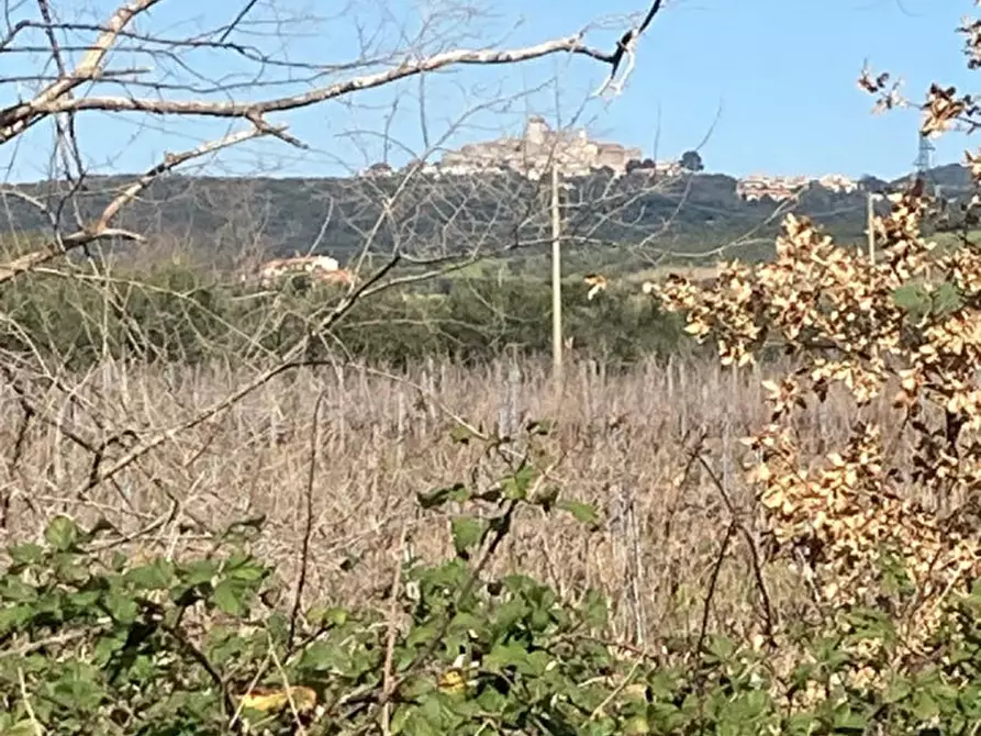 Immagine 20 di Rustico / casale in vendita  in Strada del Trentatré a Capalbio