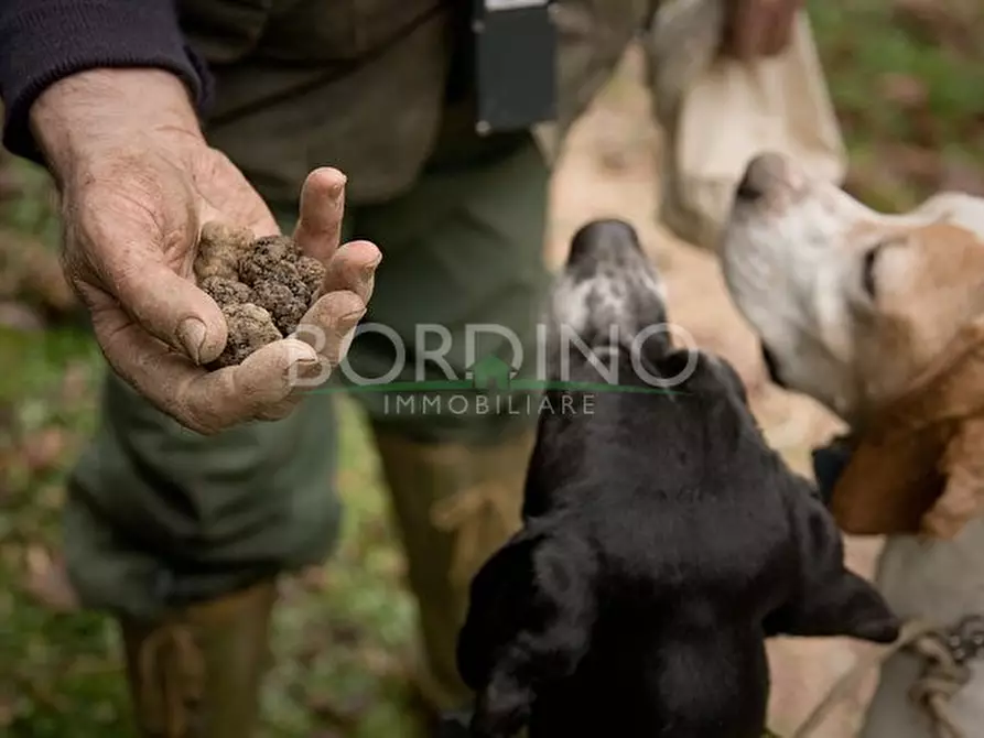 Immagine 1 di Terreno in vendita  a Govone