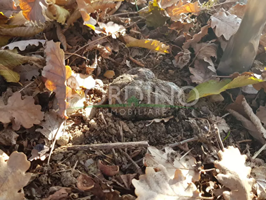 Immagine 19 di Terreno in vendita  a Govone