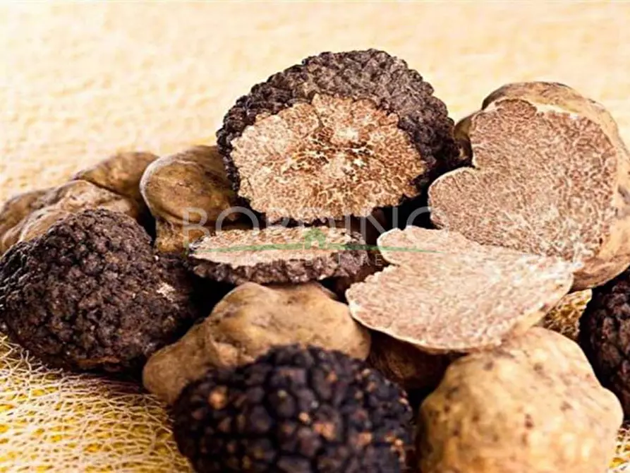 Immagine 20 di Terreno in vendita  a Govone