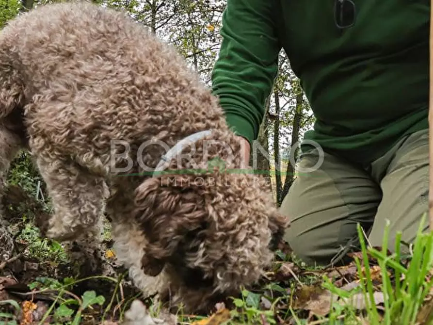 Immagine 21 di Terreno in vendita  a Govone