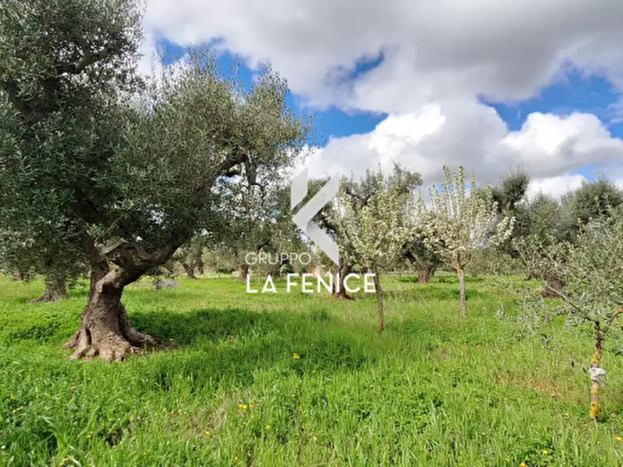 Immagine 7 di Rustico / casale in vendita  in via Barsenta a Alberobello