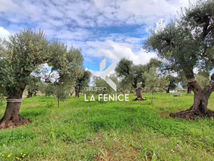 Immagine 17 di Rustico / casale in vendita  in via Barsenta a Alberobello