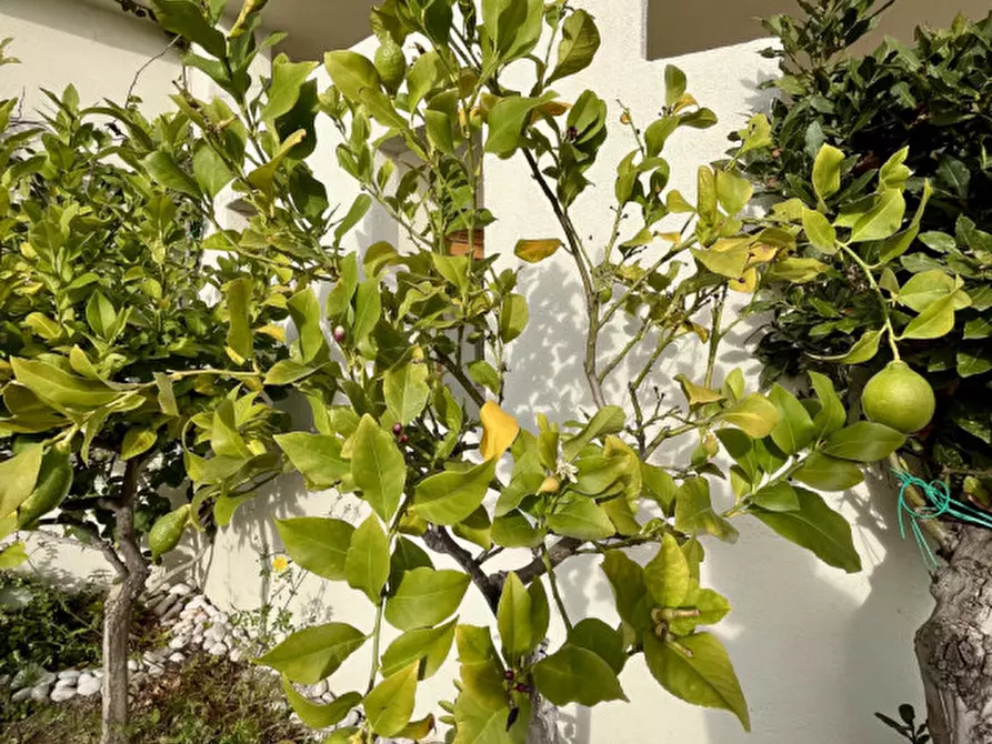 Immagine 46 di Attico in vendita  in VIA ROMA 141 a Olbia