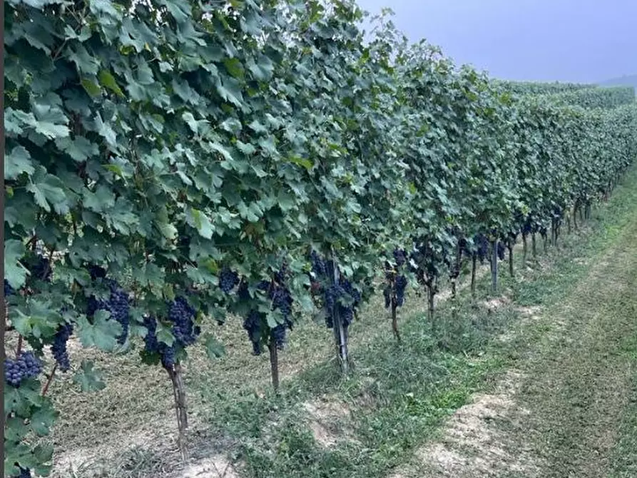 Immagine 3 di Terreno in vendita  a La Morra