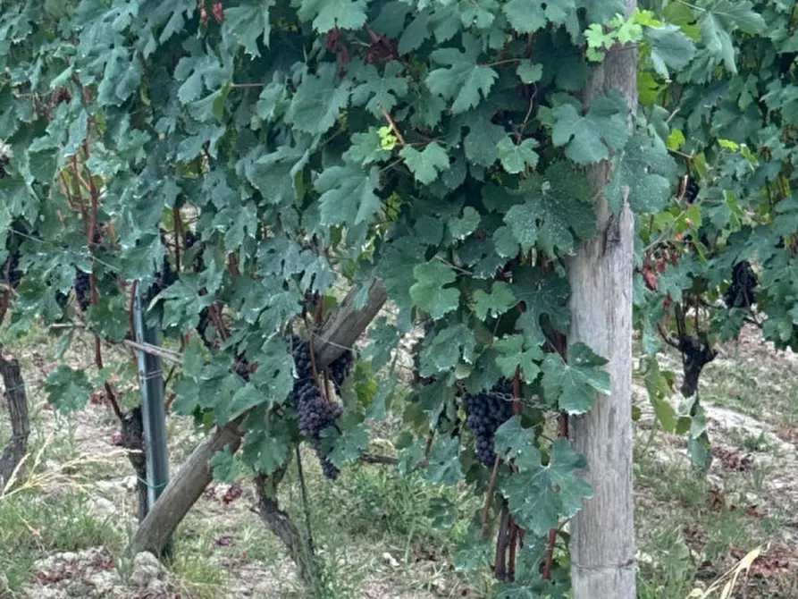 Immagine 2 di Terreno in vendita  a Serralunga D'alba