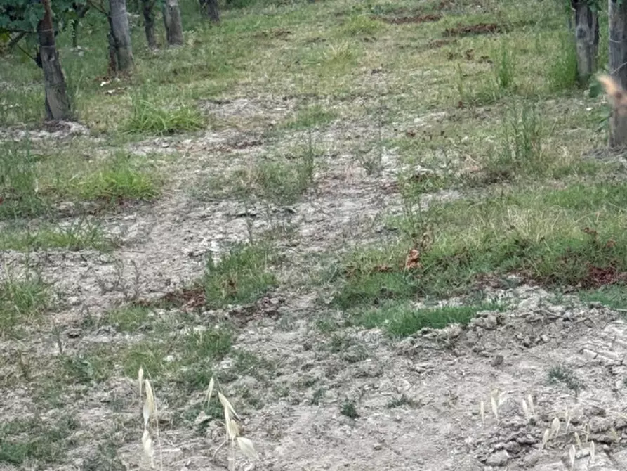 Immagine 3 di Terreno in vendita  a Serralunga D'alba