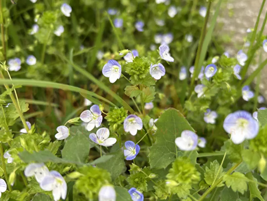 Immagine 22 di Casa bifamiliare in vendita  in Via Pegorile a Montegaldella