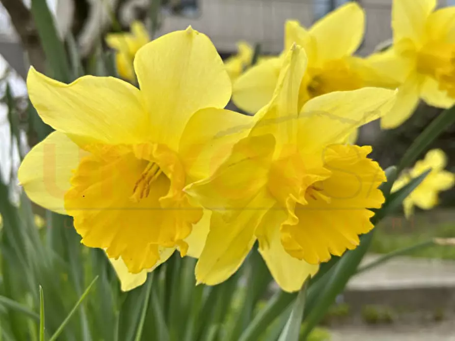 Immagine 23 di Casa bifamiliare in vendita  in Via Pegorile a Montegaldella