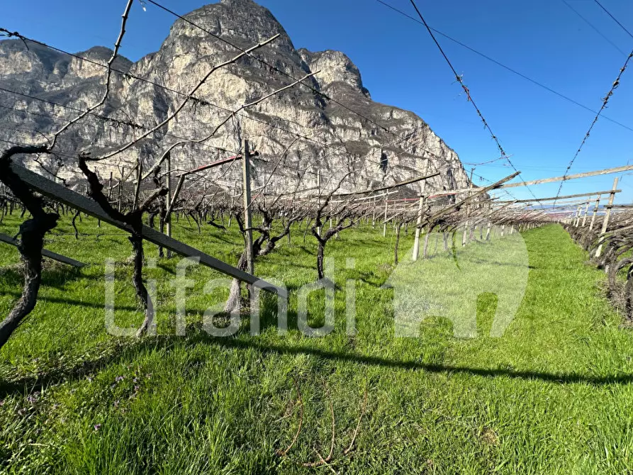 Immagine 5 di Terreno in vendita  a Salorno .Salurn.