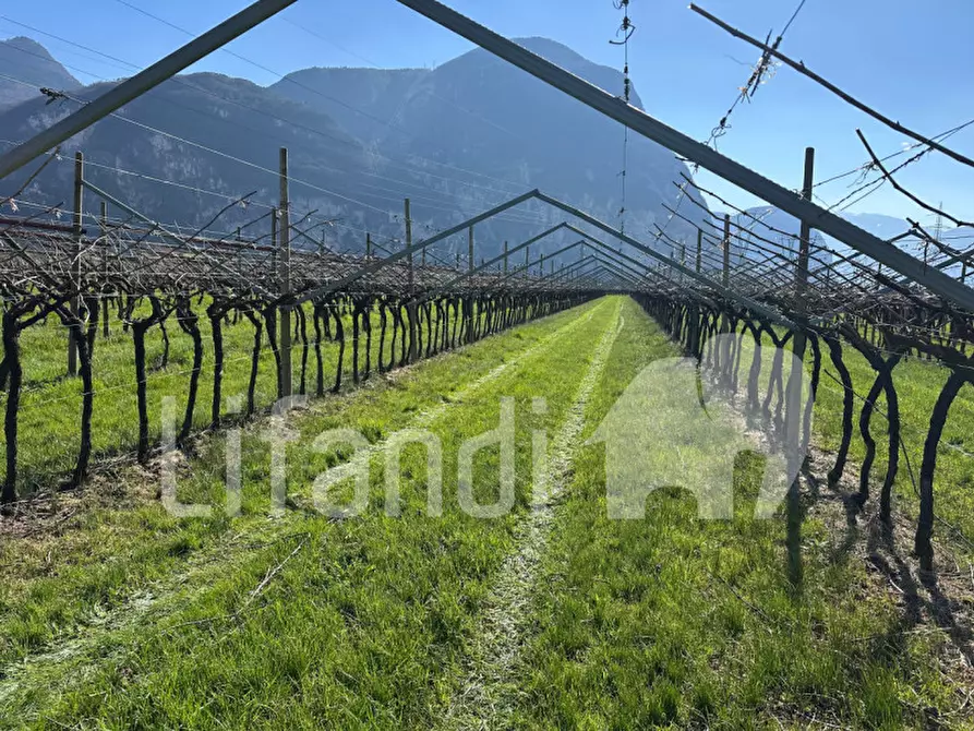 Immagine 13 di Terreno in vendita  a Salorno .Salurn.