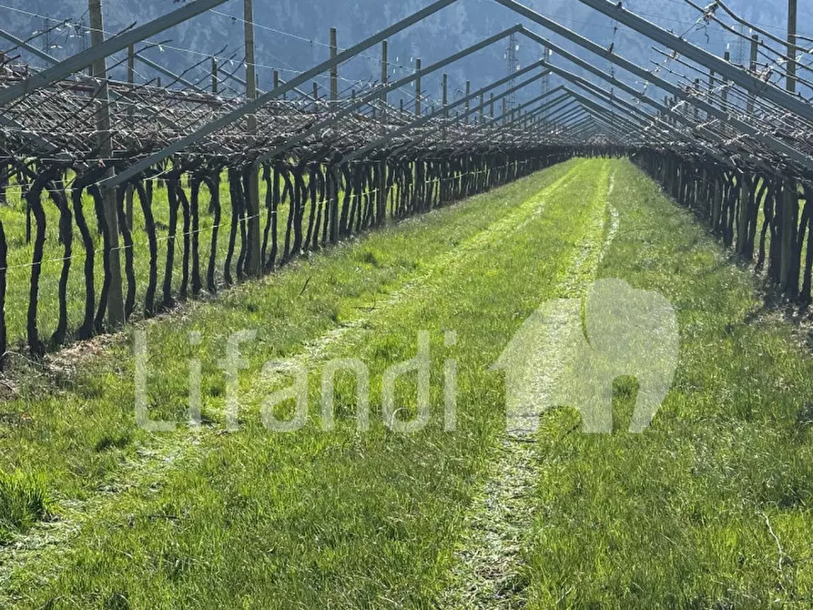 Immagine 14 di Terreno in vendita  a Salorno .Salurn.