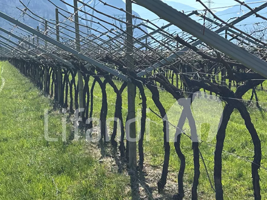 Immagine 15 di Terreno in vendita  a Salorno .Salurn.