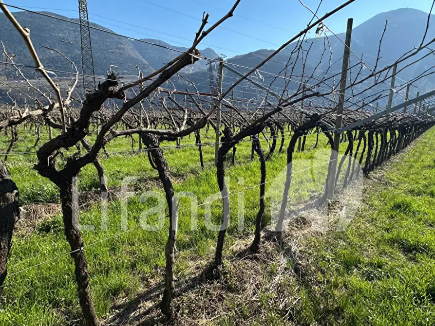 Immagine 21 di Terreno in vendita  a Salorno .Salurn.