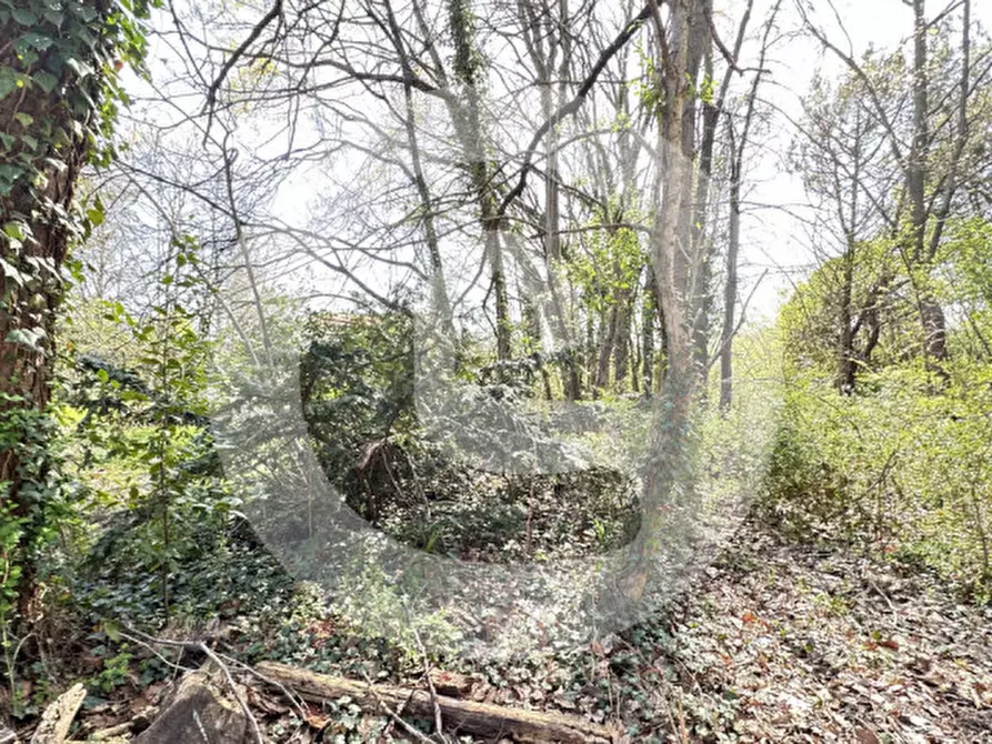 Immagine 5 di Terreno in vendita  a Borgoricco