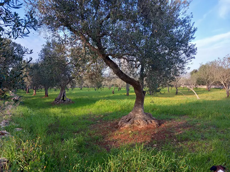 Immagine 13 di Rustico / casale in vendita  in C.da Musone a Ostuni