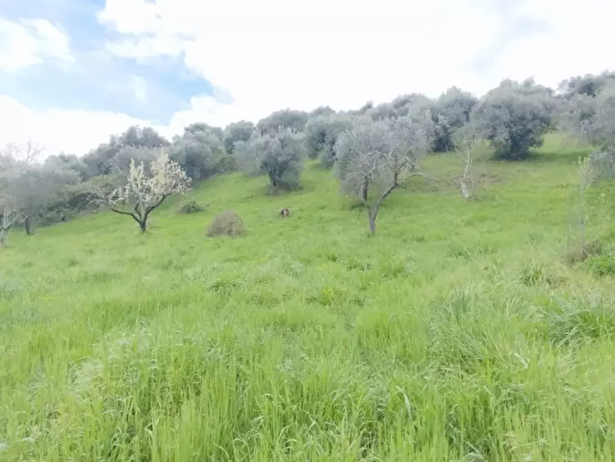 Immagine 6 di Terreno in vendita  in località della pantana a Guidonia Montecelio