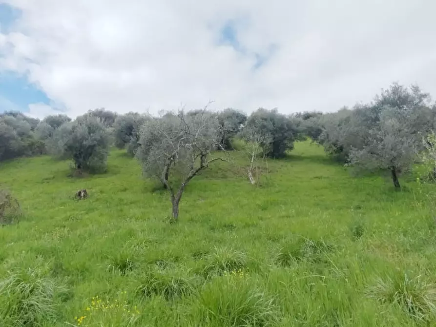 Immagine 8 di Terreno in vendita  in località della pantana a Guidonia Montecelio