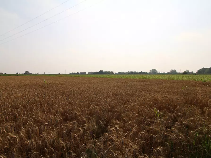 Immagine 6 di Terreno in vendita  in Via Rivella a Monselice