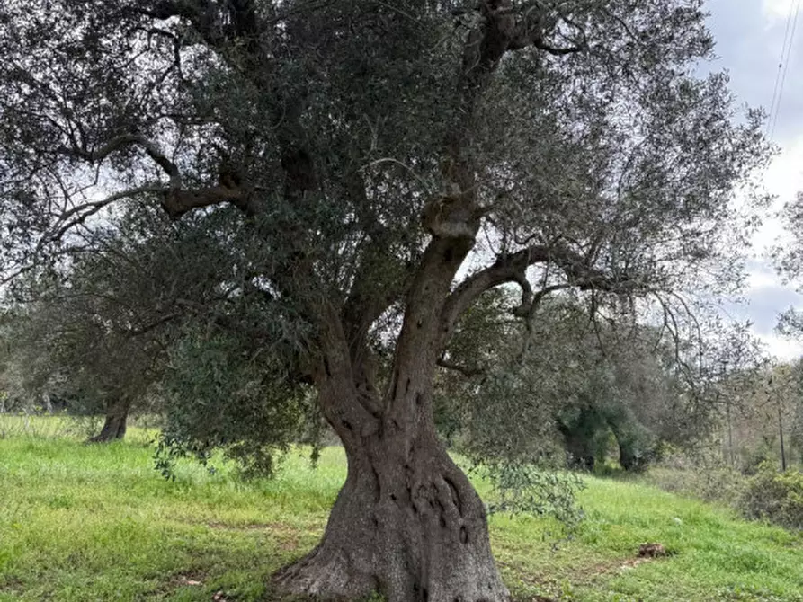 Immagine 25 di Rustico / casale in vendita  in Contrada Selva a Ceglie Messapico