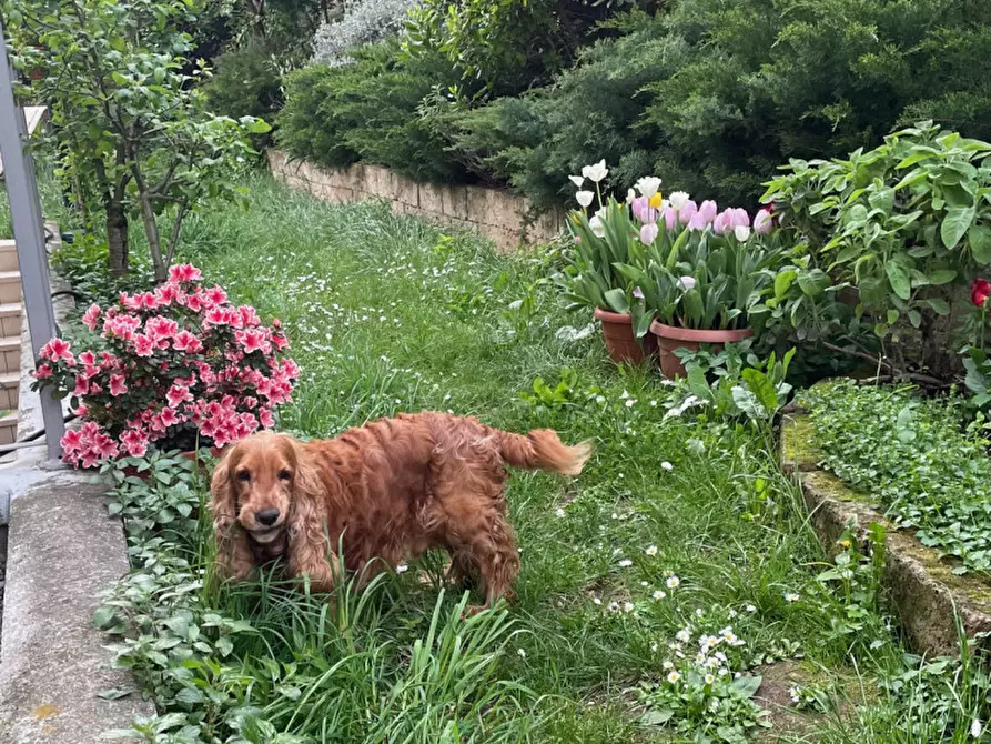 Immagine 24 di Cantina in affitto  in via di Romagna 134 a Trieste