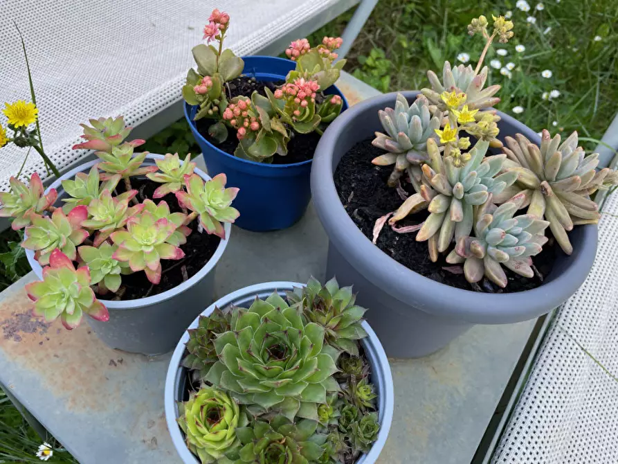 Immagine 25 di Cantina in affitto  in via di Romagna 134 a Trieste