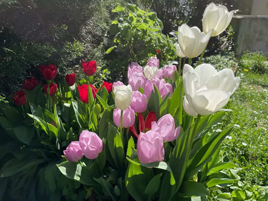 Immagine 26 di Cantina in affitto  in via di Romagna 134 a Trieste