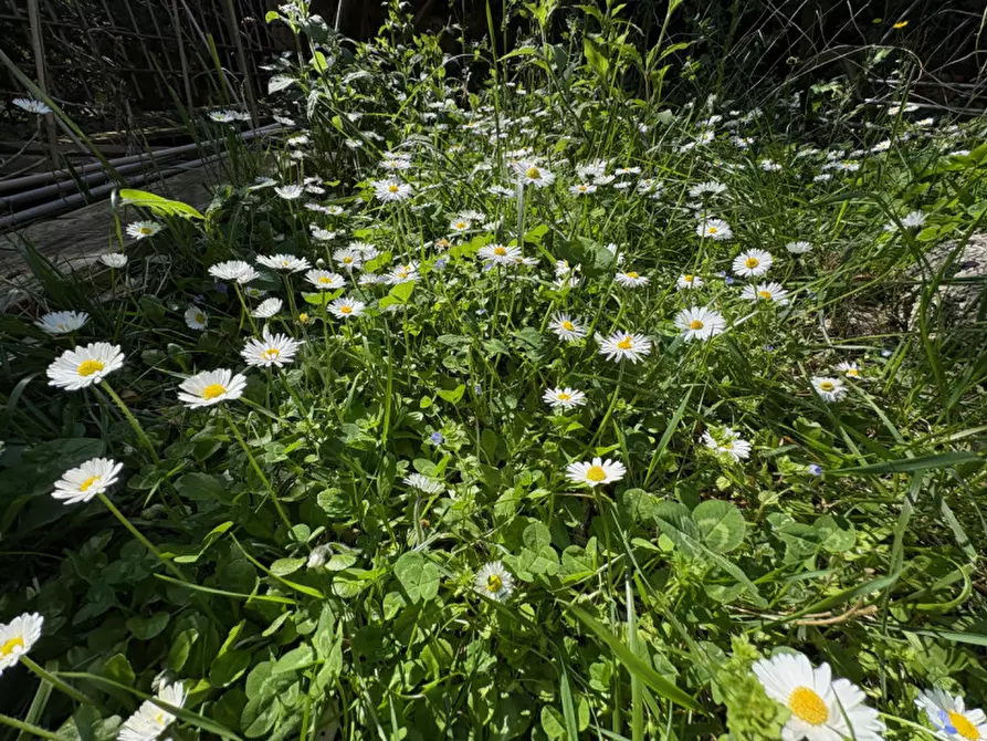 Immagine 29 di Cantina in affitto  in via di Romagna 134 a Trieste