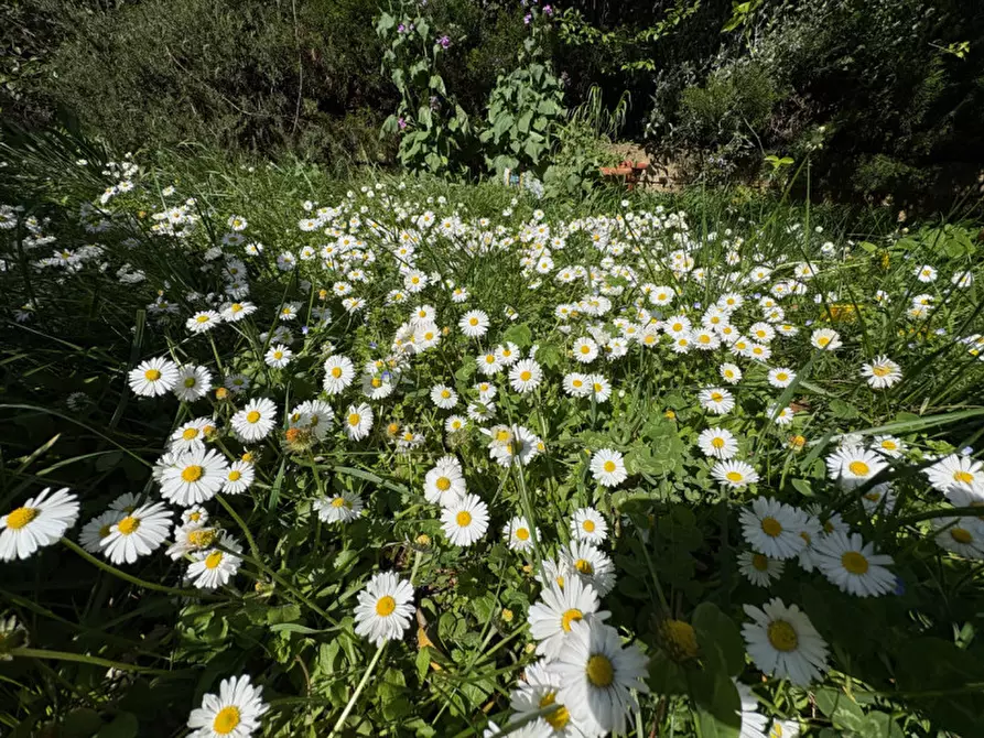 Immagine 33 di Cantina in affitto  in via di Romagna 134 a Trieste