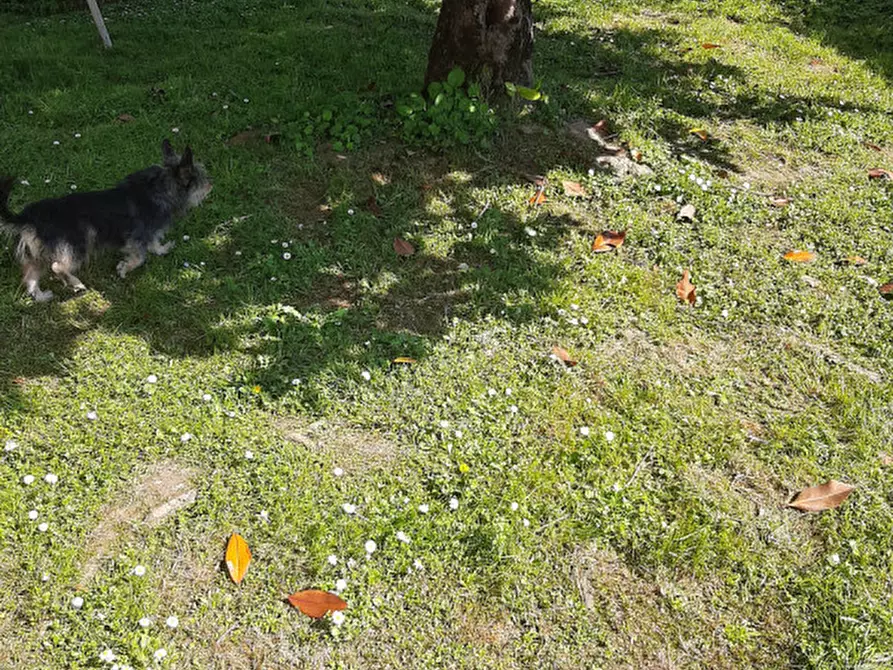 Immagine 53 di Casa bifamiliare in vendita  in Via San Pio X a Noventa Padovana