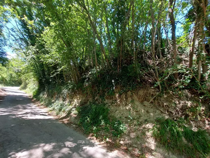 Immagine 4 di Terreno in vendita  in Via Candido Michelacci, N. Snc a Santa Sofia