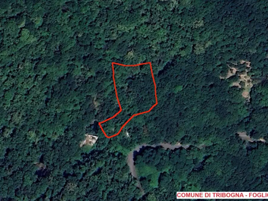 Immagine 3 di Terreno in vendita  in SP333 e Via Chesta, N. snc a Tribogna