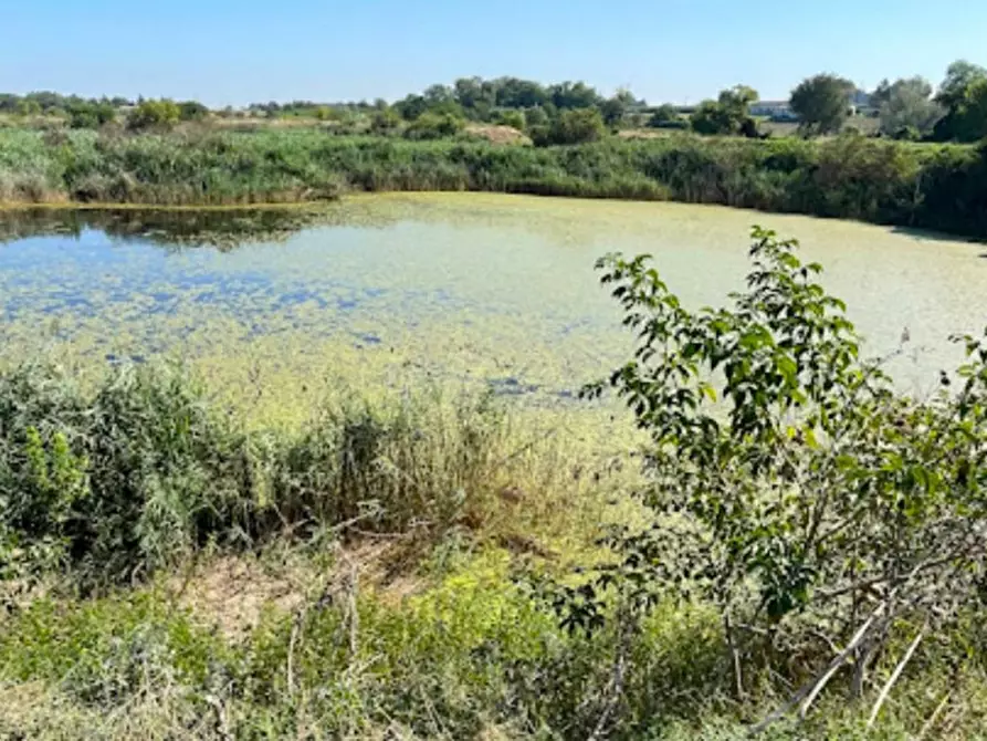Immagine 3 di Terreno in vendita  in Via Bertaccini, N. 1 a Forlimpopoli