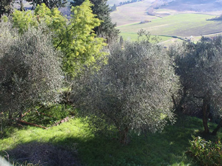 Immagine 3 di Terreno in vendita  in Via Don Minzoni, N. snc a Peccioli