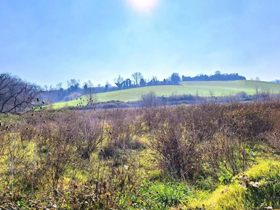 Immagine 13 di Terreno in vendita  in C.da Aneto, N. snc a Montelupone