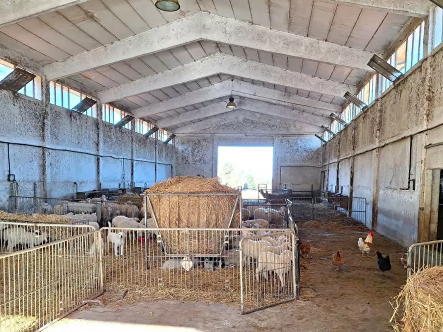 Immagine 2 di Terreno in vendita  in Località Canneto, N. Snc a Monteverdi Marittimo