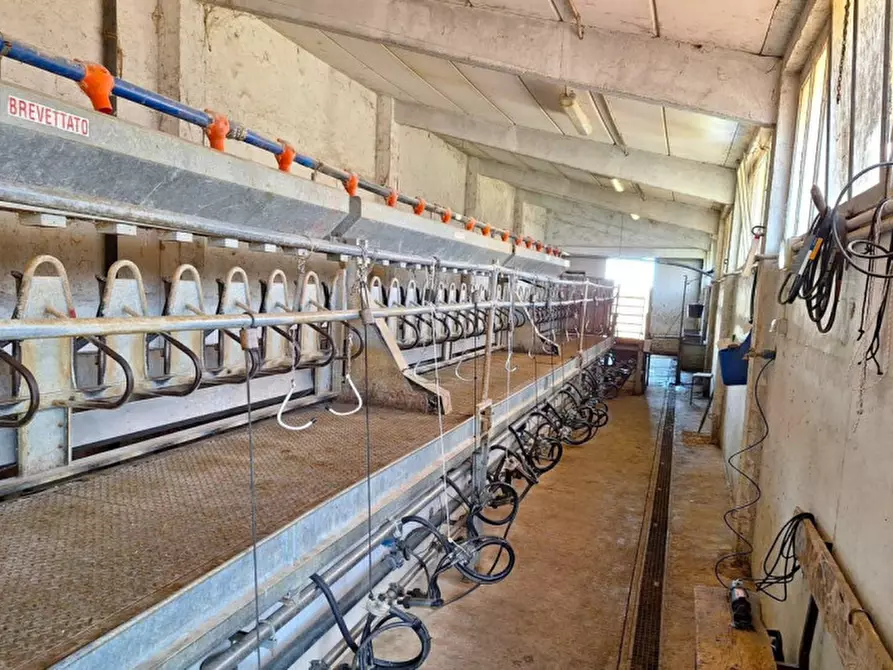 Immagine 3 di Terreno in vendita  in Località Canneto, N. Snc a Monteverdi Marittimo