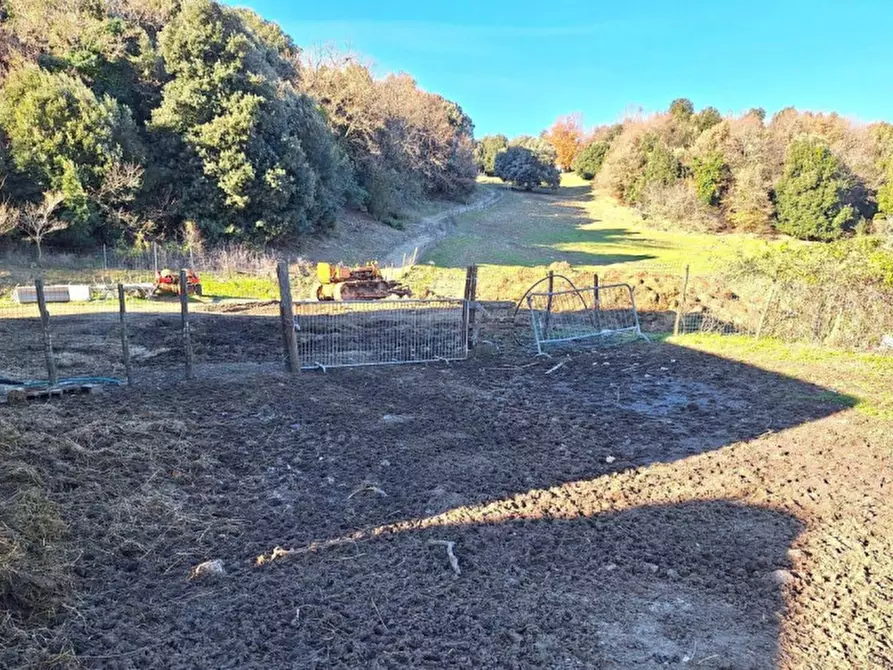 Immagine 5 di Terreno in vendita  in Località Canneto, N. Snc a Monteverdi Marittimo